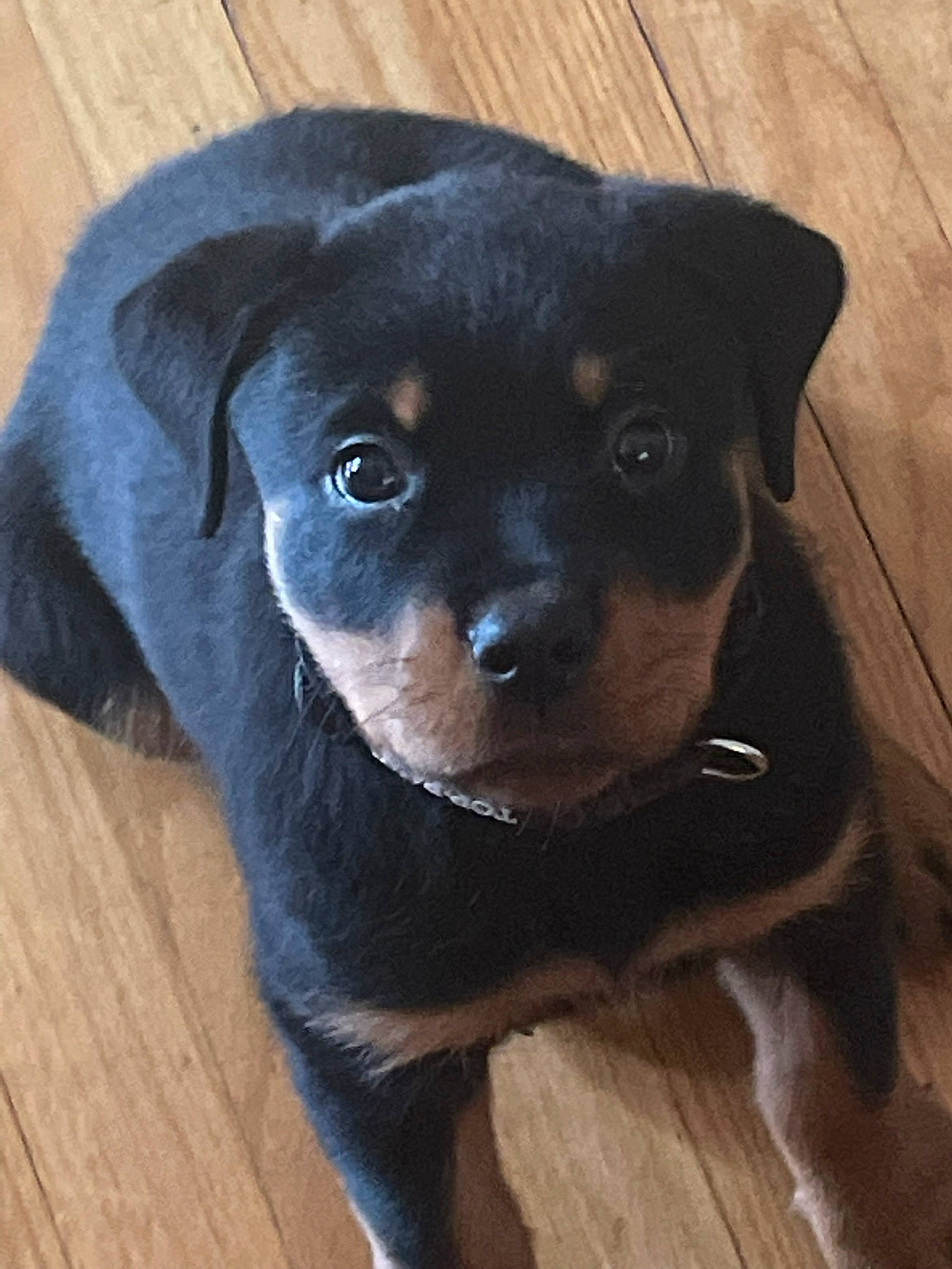 Aries is registered to the contest to win money with this photo: borador, canidae, carnivore, companion_dog, dog, dog_breed, electric_blue, fawn, fur, guard_dog, hardwood, pet_supply, rottweiler, snout, sporting_group, terrestrial_animal, whiskers, wood, working_animal, working_dog