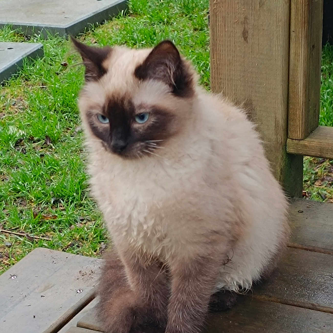 Yumi participe au concours pour gagner de l'argent avec cette photo : angora, animal, backyard, cat, flagstone, grass, kitten, lawn, manx, nature, outdoors, path, pet, plant, plywood, siamese, slate, walkway, wood, yard