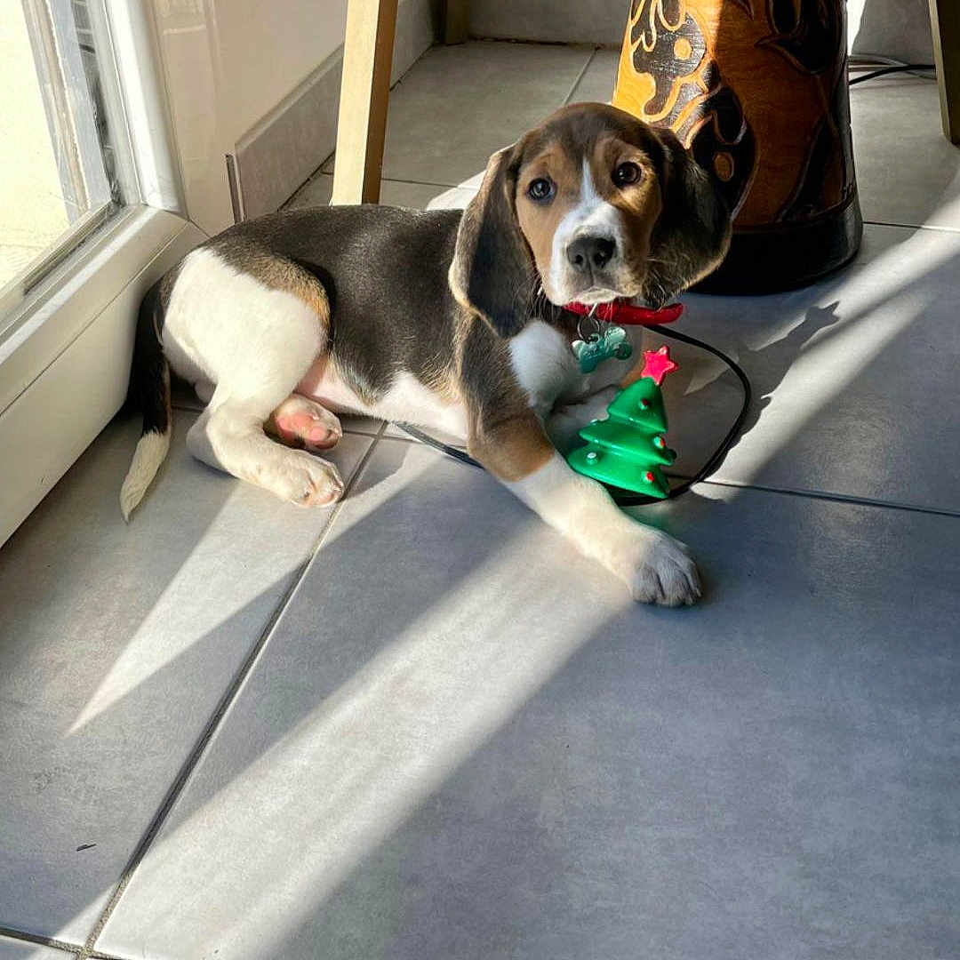 Blue participe au concours pour gagner de l'argent avec cette photo : accessories, animal, beagle, bostonbull, bulldog, canine, clothing, dog, door, drum, footwear, hound, indoors, interiordesign, musicalinstrument, percussion, pet, puppy, strap, window