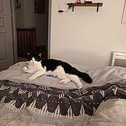 Mimine a rejoint le concours — aidez-le/la à gagner de superbes lots ! cat, bed, blanket, patterned_blanket, black_and_white_cat, indoor, furniture, shelf, television, wall, door, floor, resting, curious, pet, animal, cozy, home, relaxing, soft_lighting