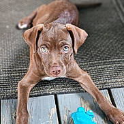Rudy joined the competition — help win amazing prizes! animal, blue_toy, brown_dog, canine, cute, dog, domestic_animal, ears, floor, looking_up, outdoor_rug, paws, pet, pet_toy, playful, puppy, texture, toy, wooden_deck, young_dog