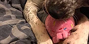 Harlee is registered to the contest to win money with this photo: animal, bed, blanket, claws, close_up, colorful, cute, dog, fur, indoor, lying_down, muzzle, paw, pet, pink, playful, plush, resting, speckled, toy