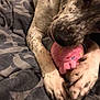 animal, bed, blanket, claws, close_up, colorful, cute, dog, fur, indoor, lying_down, muzzle, paw, pet, pink, playful, plush, resting, speckled, toy