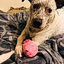 animal, bed, blanket, canine, closeup, comfort, cozy, cute, dog, domestic_animal, fur, indoor, laying_down, nostalgic, pet, pink_toy, playful, resting, spotted_dog, toy