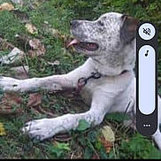 Harlee is registered to the contest to win money with this photo: animal, canine, collar, daytime, dog, fall_leaves, fur_pattern, grass, greenery, leaves, lying_down, muzzle, nature, outdoor, pet, relaxed, resting, side_view, speckled_fur, tongue_out