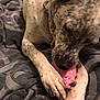 animal, blanket, chewing, close_up, collar, cute, dog, domestic, fur, indoor, lying_down, paws, pet, playing, plush_toy, relaxed, snout, spotted, toy, whiskers
