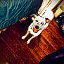 Harlee is registered to the contest to win money with this photo: animal, bed, blanket, brown, canine, collar, dog, domestic, ears, floor, furniture, happy, indoor, looking_up, pet, room, spot_pattern, tongue_out, white, wooden_floor