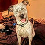 dog, speckled_fur, collar, bed, blanket, indoor, smiling, sitting, tongue_out, pet, canine, furniture, cozy, room, wall, happy, domestic_animal, fur_pattern, resting, animal