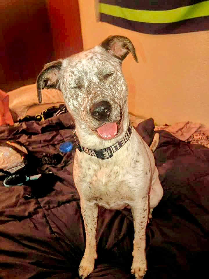 Harlee joined the competition — help win amazing prizes! dog, speckled_fur, collar, bed, blanket, indoor, smiling, sitting, tongue_out, pet, canine, furniture, cozy, room, wall, happy, domestic_animal, fur_pattern, resting, animal