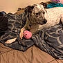 animal, bed, blanket, canine, collar, comfort, dog, domestic, fabric, fur, indoor, paw, pet, plush_toy, relaxed, resting, sleep_area, spotted, stuffed_animal, toy
