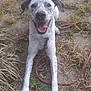 Harlee is registered to the contest to win money with this photo: dog, happy, outdoor, grass, leash, tongue_out, smiling, spotted, pet, animal, canine, playful, paw, sitting, nature, friendly, closeup, daylight, ground, tongue