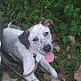 Harlee is registered to the contest to win money with this photo: animal, canine, collar, cute, dog, ears_up, friendly, grass, happy, leash, leaves, nature, outdoor, pet, plants, playful, resting, spotted, summer, tongue_out