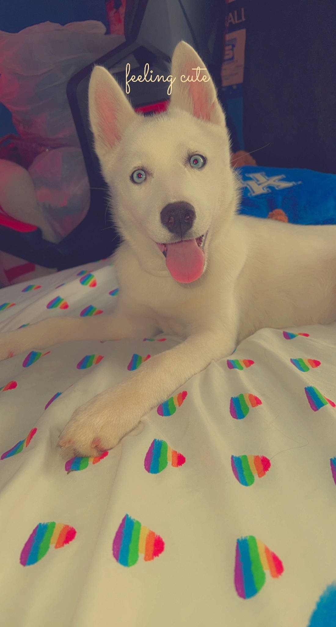 Nova is registered to the contest to win money with this photo: ancient_dog_breeds, art, carnivore, comfort, companion_dog, creative_arts, dog, dog_breed, dog_supply, event, fawn, flooring, fur, non_sporting_group, pattern, paw, terrestrial_animal, visual_arts, white, working_animal