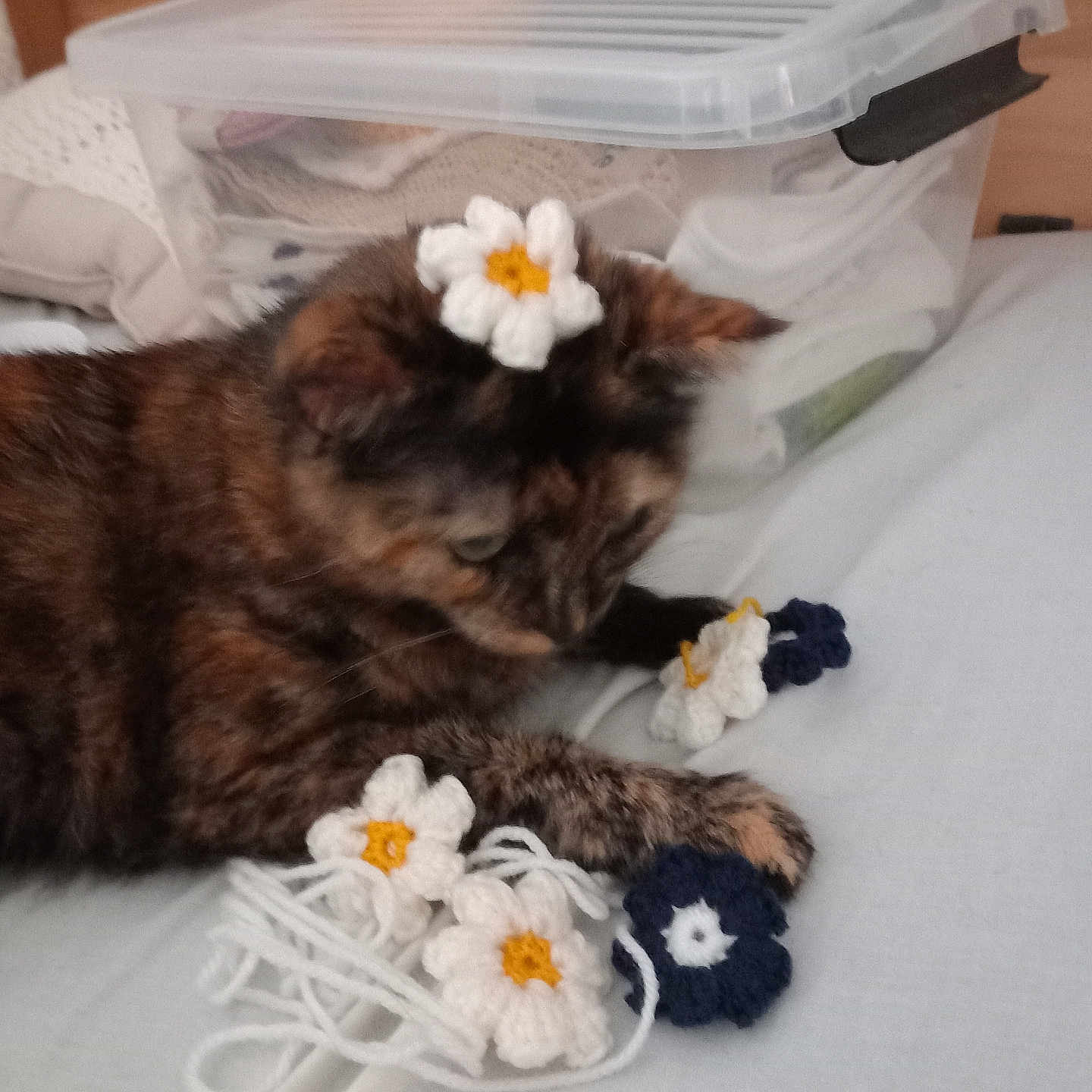 Tachou participe au concours pour gagner de l'argent avec cette photo : animal, bed, cat, computer, daisy, electronics, flower, flowerarrangement, flowerbouquet, furniture, hardwood, homedecor, kitten, laptop, linen, manx, pc, pet, plant, wood