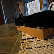 Stash joined the competition — help win amazing prizes! animal, black_cat, cardboard_box, cat, closeup, cozy, curled_up, cute, dim_lighting, domestic, feline, floor, home, indoor, pet, quiet, relaxing, resting, rug, whiskers