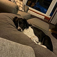 Derby is registered to the contest to win money with this photo: black_and_white, blanket, carpet, couch, cozy, curtain, dog, domestic, furniture, home, indoor, living_room, night, pet, pillow, relaxation, resting, sleeping, soft, window