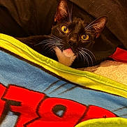 May is registered to the contest to win money with this photo: animal, bed, black_fur, blanket, cat, closeup, covered, cozy, curious, cute, eyes, fur, indoor, pet, pink_tongue, resting, soft, tuxedo_cat, whiskers, white_fur