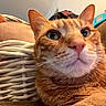 background_blur, cat, close_up, cozy, curious, domestic_animal, ears, face, fur, furniture, green_eyes, home, indoor, nose, orange_tabby, pet, relaxing, soft_light, whiskers, wicker_basket