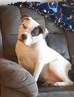 Neko is registered to the contest to win money with this photo: carnivore, comfort, companion_dog, couch, dog, dog_breed, dog_supply, fawn, furniture, linens, non_sporting_group, pet_supply, pillow, sporting_group, working_animal