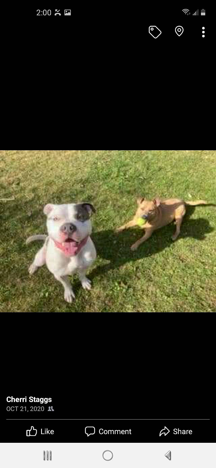 Neko joined the competition — help win amazing prizes! canidae, carnivore, companion_dog, dog, dog_breed, fawn, flash_photography, grass, happy, herbaceous_plant, non_sporting_group, photo_caption, plant, snout, sporting_group, tail, toy_dog, working_animal