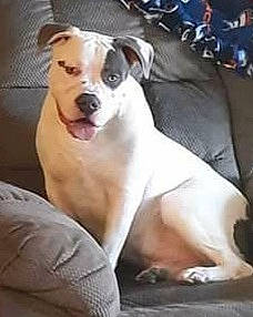 Neko is registered to the contest to win money with this photo: ancient_dog_breeds, canidae, carnivore, collar, comfort, companion_dog, dog, dog_breed, dog_supply, fawn, non_sporting_group, paw, photo_caption, puppy, sporting_group, terrestrial_animal, toy_dog, whiskers, working_animal