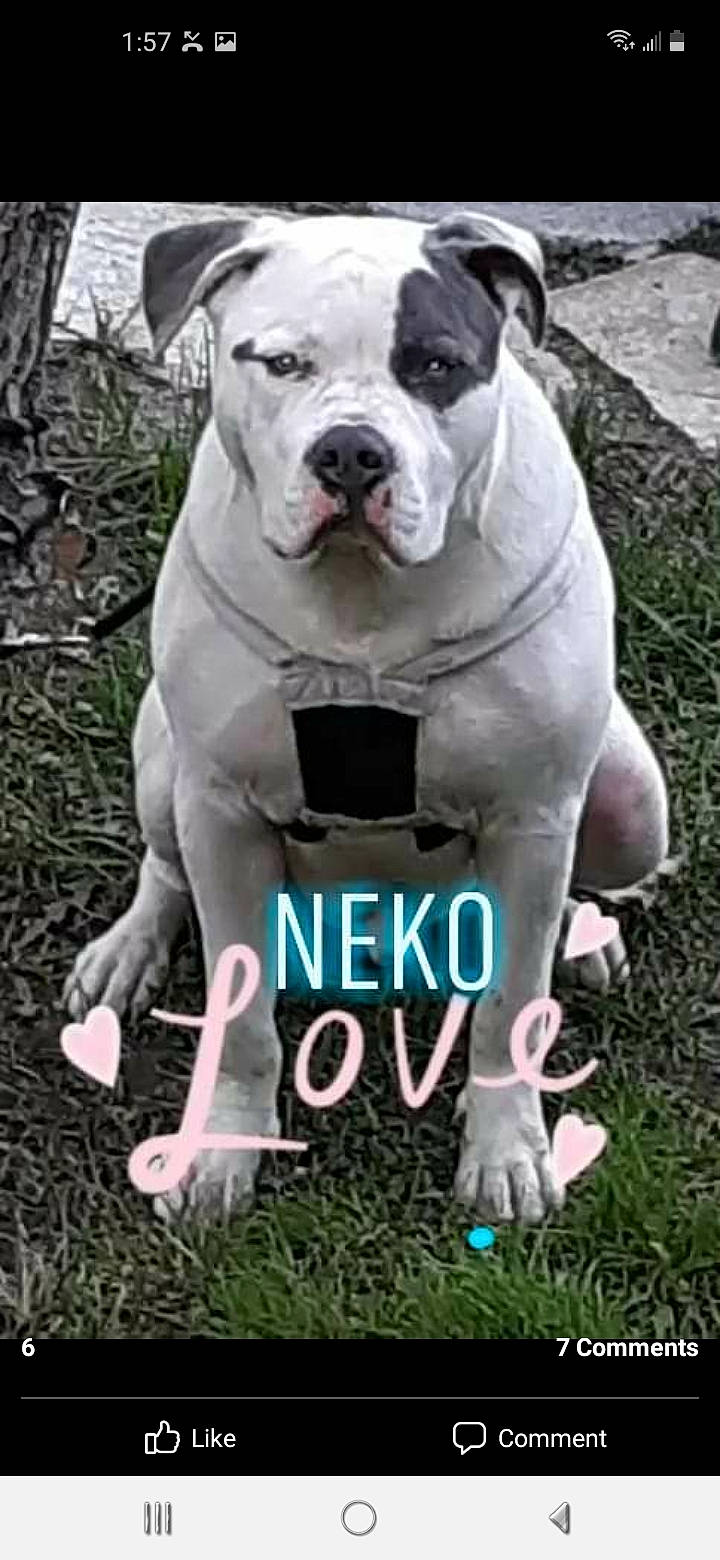 Neko joined the competition — help win amazing prizes! canidae, carnivore, companion_dog, dog, dog_breed, fawn, grass, green, molosser, non_sporting_group, pet_supply, photo_caption, photograph, photography, snapshot, snout, soil, sporting_group, working_animal, working_dog