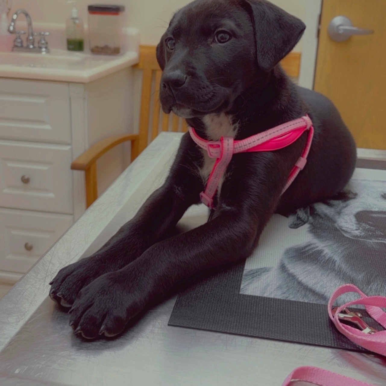 Sadie