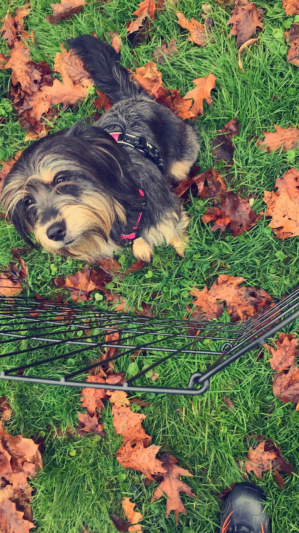 Daisy is registered to the contest to win money with this photo: art, canidae, carnivore, companion_dog, conifer, dog, dog_breed, garden, grass, green, groundcover, illustration, painting, people_in_nature, plant, small_terrier, snout, sporting_group, tail, toy_dog