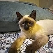 Hershey is registered to the contest to win money with this photo: cat, siamese_cat, pet, animal, bed, pillow, indoor, feline, resting, laying, patterned_bedspread, whiskers, ears, fur, claws, cute, domestic_animal, relaxed, closeup, mammal