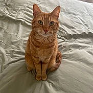 Taïro a rejoint le concours — aidez-le/la à gagner de superbes lots ! animal, bed, bedding, cat, cozy, curtain, cute, domestic_animal, ears, feline, fur, green_eyes, home, indoor, looking_at_camera, orange_tabby, pet, resting_place, sitting, whiskers