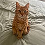animal, bed, bedding, cat, cozy, curtain, cute, domestic_animal, ears, feline, fur, green_eyes, home, indoor, looking_at_camera, orange_tabby, pet, resting_place, sitting, whiskers