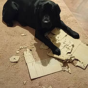 Kola is registered to the contest to win money with this photo: dog, black_dog, carpet, indoor, cardboard, shredded, mess, pet, animal, floor, home, chewed, relaxed, canine, paw, lying_down, guilty_look, furniture, wood_floor, dog_toy