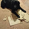 dog, black_dog, carpet, indoor, cardboard, shredded, mess, pet, animal, floor, home, chewed, relaxed, canine, paw, lying_down, guilty_look, furniture, wood_floor, dog_toy