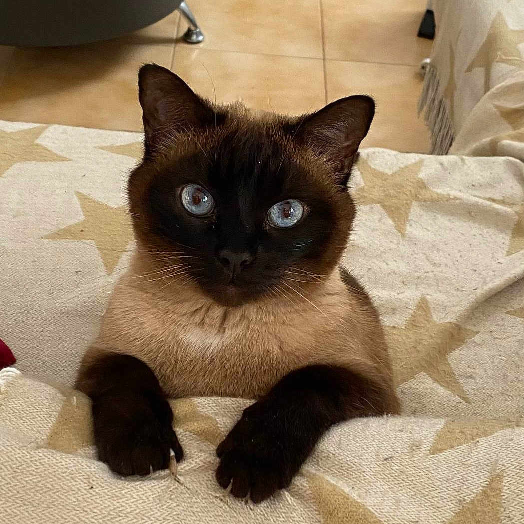 Mira participe au concours pour gagner de l'argent avec cette photo : animal, blanket, blue_eyes, cat, claws, cute, domestic_cat, ears, face, feline, fur, indoor, looking, paw, pet, resting, siamese_cat, sitting, star_pattern, whiskers