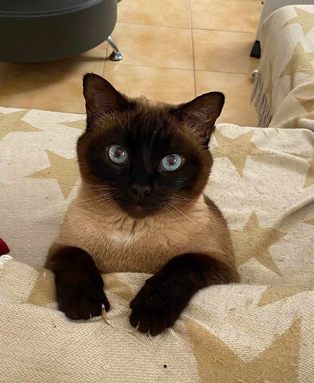 Mira participe au concours pour gagner de l'argent avec cette photo : cat, siamese_cat, blue_eyes, paw, blanket, star_pattern, indoor, feline, fur, whiskers, pet, cute, animal, looking, sitting, domestic_cat, face, ears, claws, resting