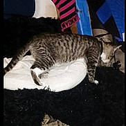 Floyd is registered to the contest to win money with this photo: bedding, blanket, cat, close_up, collar, cozy, cushion, domestic_animal, feline, fur, furniture, indoor, night_photo, paw, pet, pet_bed, resting, stripes, tabby_cat, whiskers