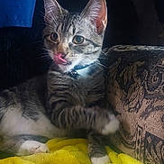 Floyd is registered to the contest to win money with this photo: animal, blanket, cat, collar, couch, cozy, cute, domestic, fur, furniture, indoor, mischievous, paw, pet, playful, relaxed, resting, tabby, whiskers, yellow