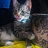 cat, tabby, pet, animal, indoor, cozy, blanket, yellow, couch, furniture, collar, whiskers, paw, cute, playful, resting, relaxed, mischievous, fur, domestic