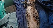 Floyd is registered to the contest to win money with this photo: blue_blanket, candy_wrapper, cat, cozy, fur, home_interior, household_clutter, indoor, jeans, laundry, laundry_basket, paws, pet, portrait, relaxed, sleeping, sofa, stretched_out, tabby_cat, whiskers