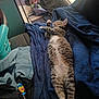 Floyd is registered to the contest to win money with this photo: blue_blanket, candy_wrapper, cat, cozy, fur, home_interior, household_clutter, indoor, jeans, laundry, laundry_basket, paws, pet, portrait, relaxed, sleeping, sofa, stretched_out, tabby_cat, whiskers