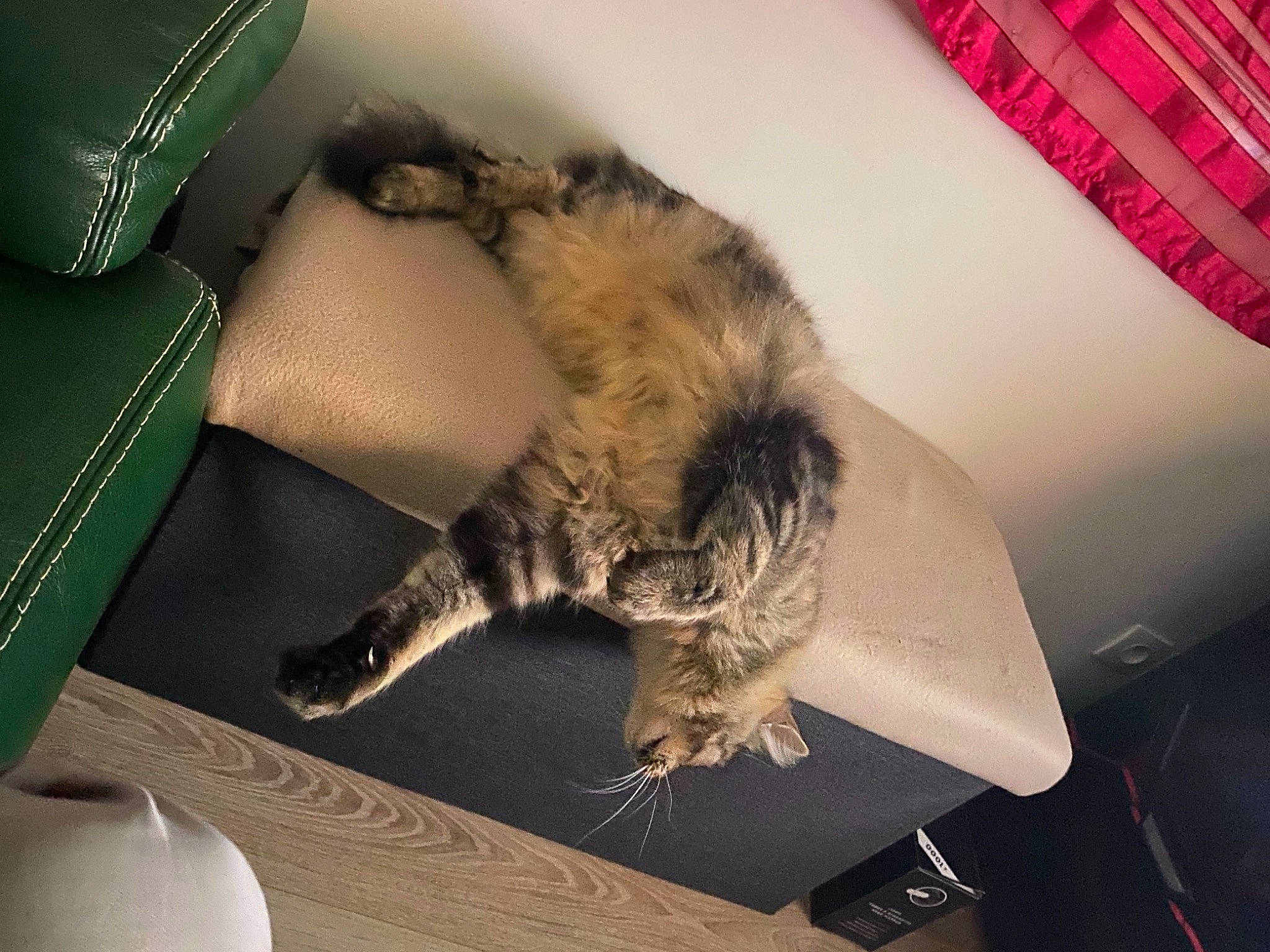 Ruby a rejoint le concours — aidez-le/la à gagner de superbes lots ! bed, bedding, canidae, carnivore, cat, claw, comfort, couch, domestic_short_haired_cat, felidae, fur, linens, nap, paw, room, small_to_medium_sized_cats, sporting_group, tail, textile, whiskers