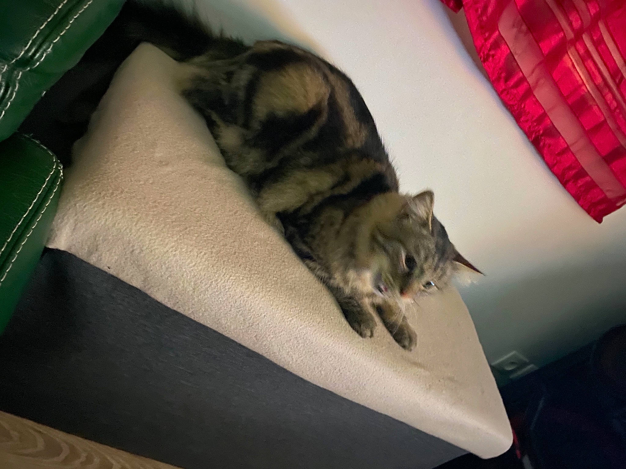 Ruby a rejoint le concours — aidez-le/la à gagner de superbes lots ! canidae, carmine, carnivore, cat, comfort, couch, dog_breed, domestic_short_haired_cat, fawn, felidae, fur, grey, linens, nap, room, small_to_medium_sized_cats, sporting_group, tail, textile, whiskers