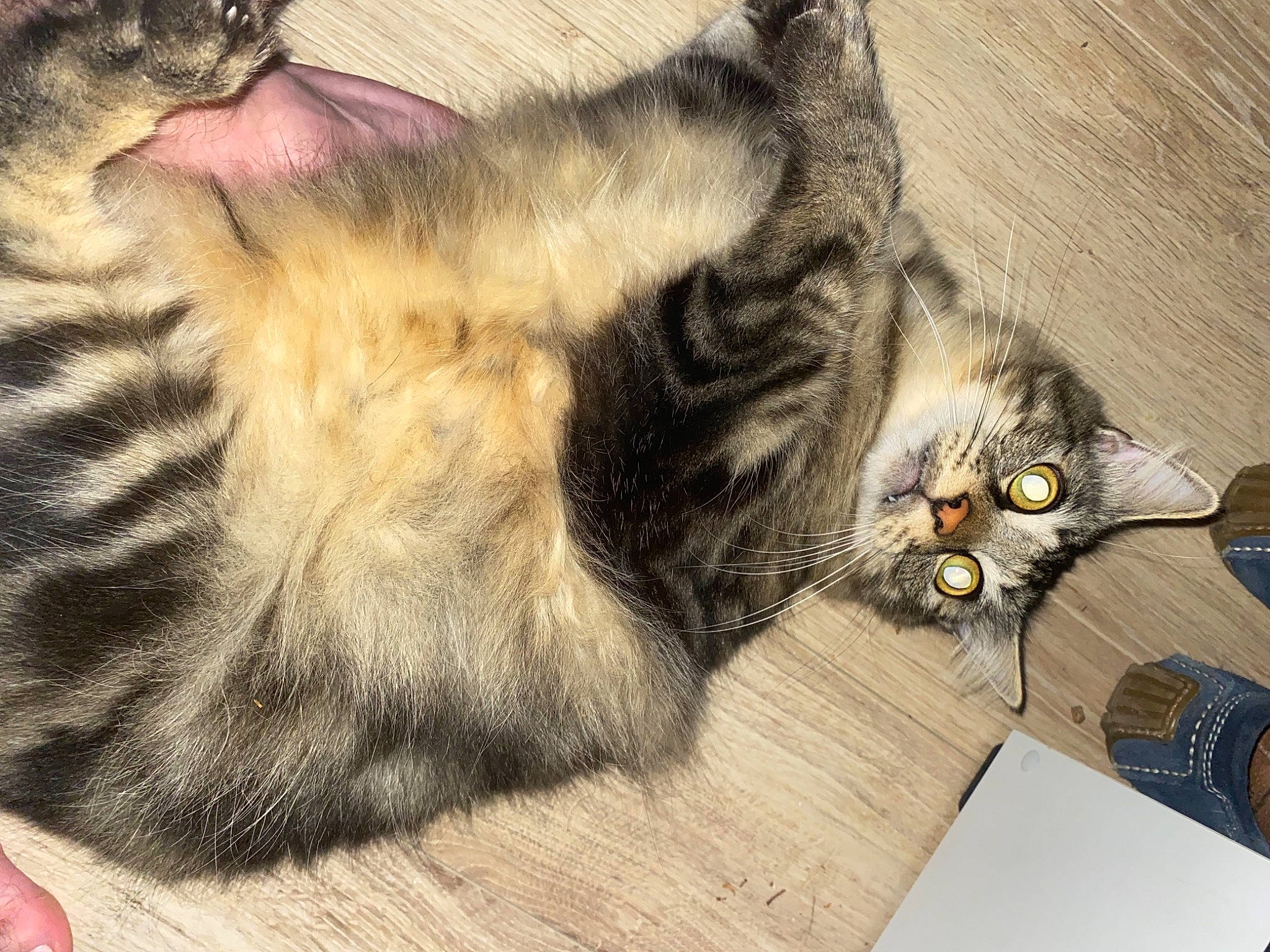 Ruby a rejoint le concours — aidez-le/la à gagner de superbes lots ! carnivore, cat, claw, comfort, domestic_short_haired_cat, felidae, flooring, fur, hardwood, nap, paw, small_to_medium_sized_cats, snout, tail, vertebrate, whiskers, wood, wood_flooring