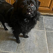 Tamalito joined the competition — help win amazing prizes! dog, black_dog, pet, indoor, tile_floor, wooden_cabinet, curious, fur, eyes, mouth, toothy_grin, standing, animal, companion, mammal, cute, domestic, looking_up, expression, floor