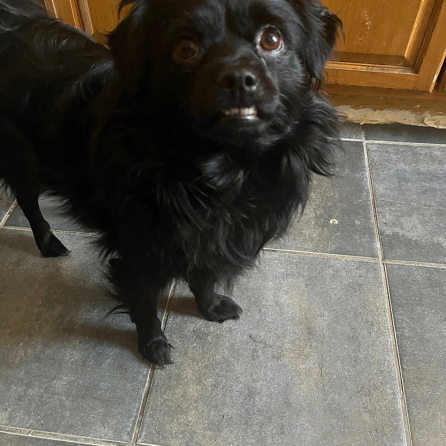 Tamalito joined the competition — help win amazing prizes! animal, black_dog, companion, curious, cute, dog, domestic, expression, eyes, floor, fur, indoor, looking_up, mammal, mouth, pet, standing, tile_floor, toothy_grin, wooden_cabinet