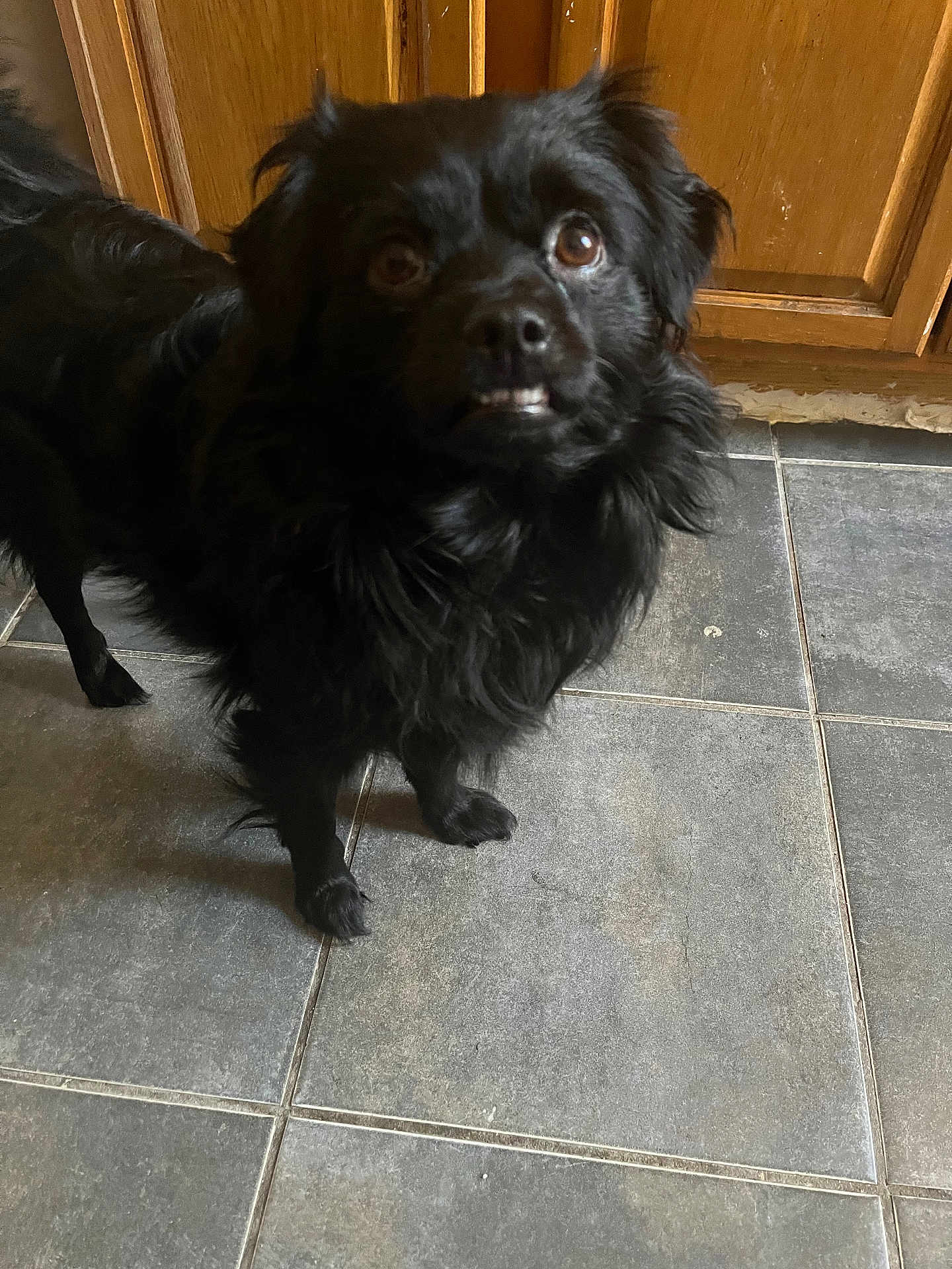 Tamalito joined the competition — help win amazing prizes! dog, black_dog, pet, indoor, tile_floor, wooden_cabinet, curious, fur, eyes, mouth, toothy_grin, standing, animal, companion, mammal, cute, domestic, looking_up, expression, floor