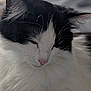 animal, black_and_white, blanket, calm, cat, close_up, cute, domestic, ear, face, fluffy, fur, indoor, nose, pet, relaxing, resting, sleepy, soft, whiskers