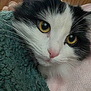 Lacey joined the competition — help win amazing prizes! animal, black_and_white, blanket, cat, close_up, cozy, curtains, domestic, feline, fur, household, indoor, pet, pink_fabric, relaxed, resting, soft_texture, whiskers, window, yellow_eyes