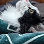 Lacey is registered to the contest to win money with this photo: animal, black_and_white, blanket, cat, close_up, cozy, curious, ear, face, feline, fluffy, fur, green_blanket, indoor, looking_up, nose, pet, resting, soft, whiskers