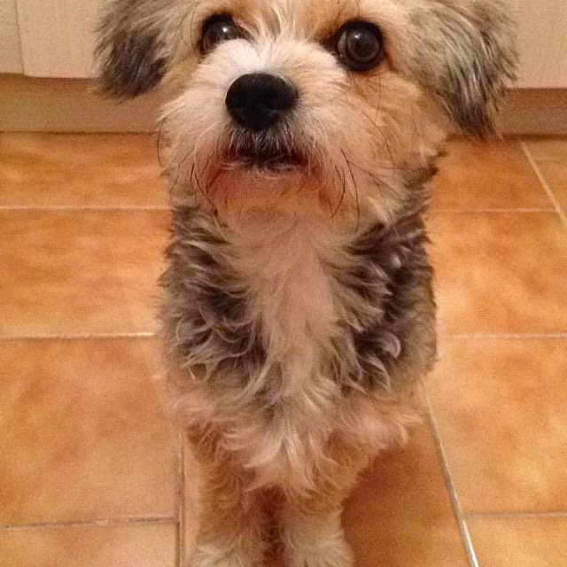 Cookie